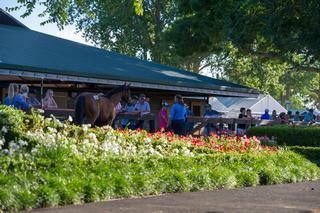 Outdoor parade ring at Karaka.